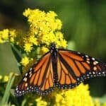 Migratory Monarch Butterfly