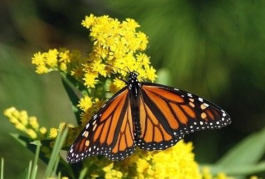 Migratory Monarch Butterfly